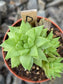 Haworthia Cymbiformis