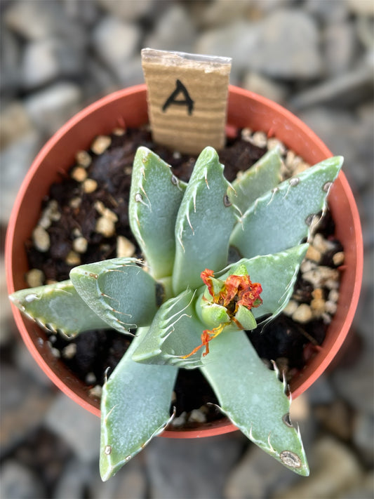 Faucaria Tigrina