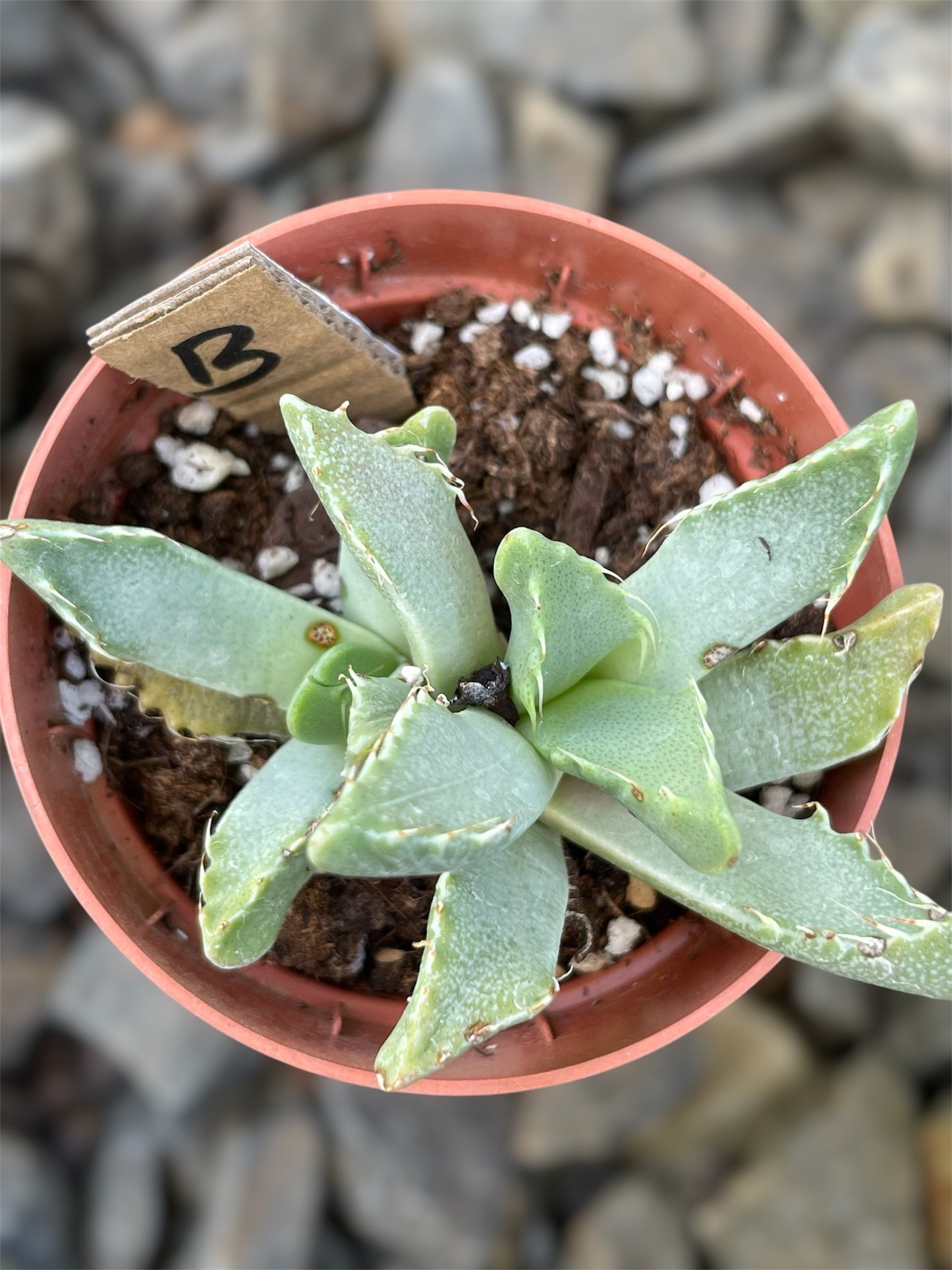 Faucaria Tigrina