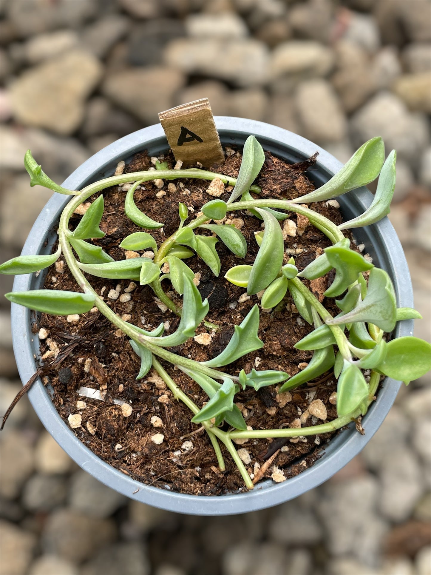 Senecio Kleiniiformis