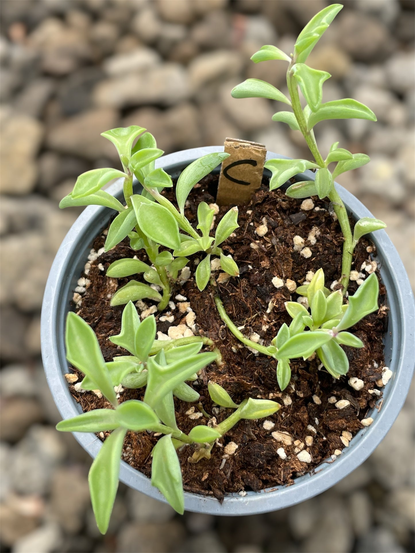 Senecio Kleiniiformis