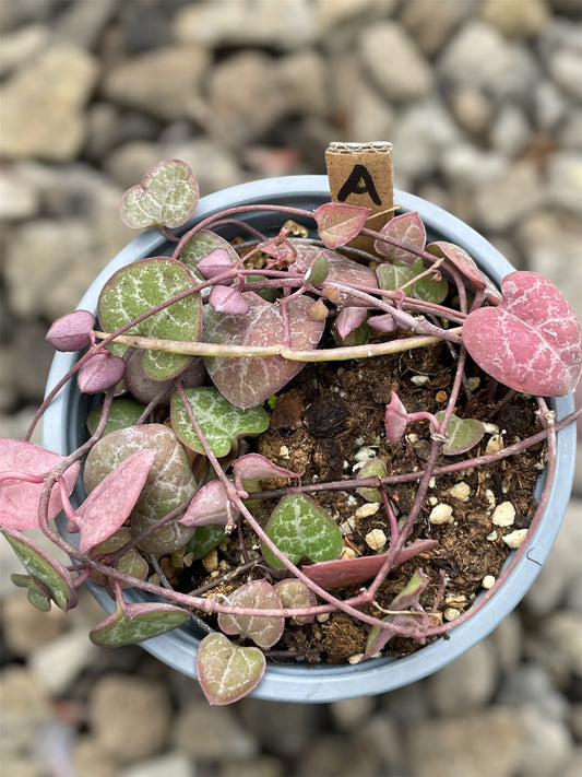 Ceropegia Woodii