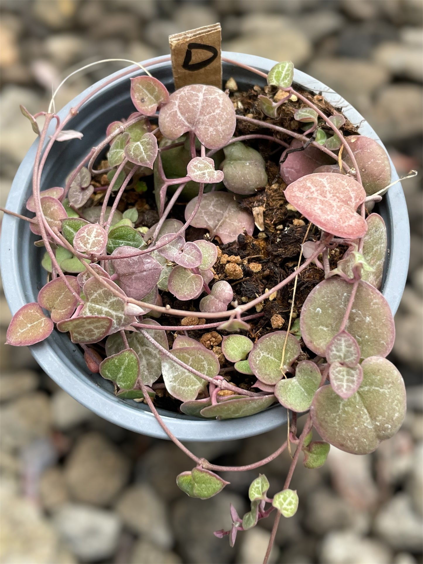 Ceropegia Woodii