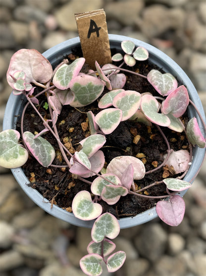 Ceropegia Woodii Variegada