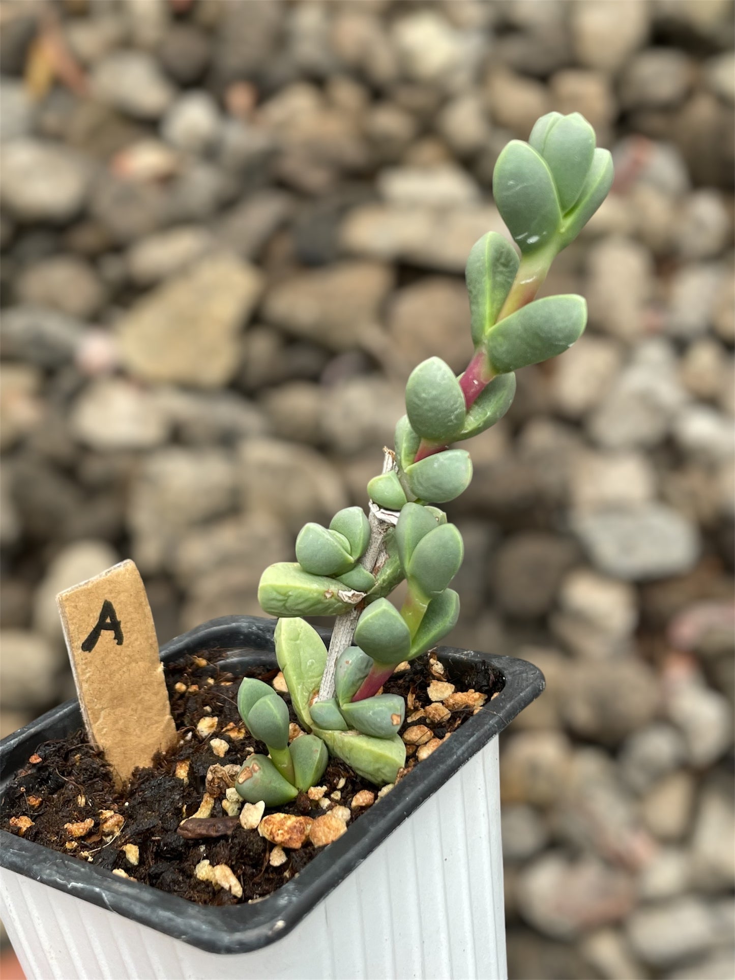 Delosperma Lehmannii