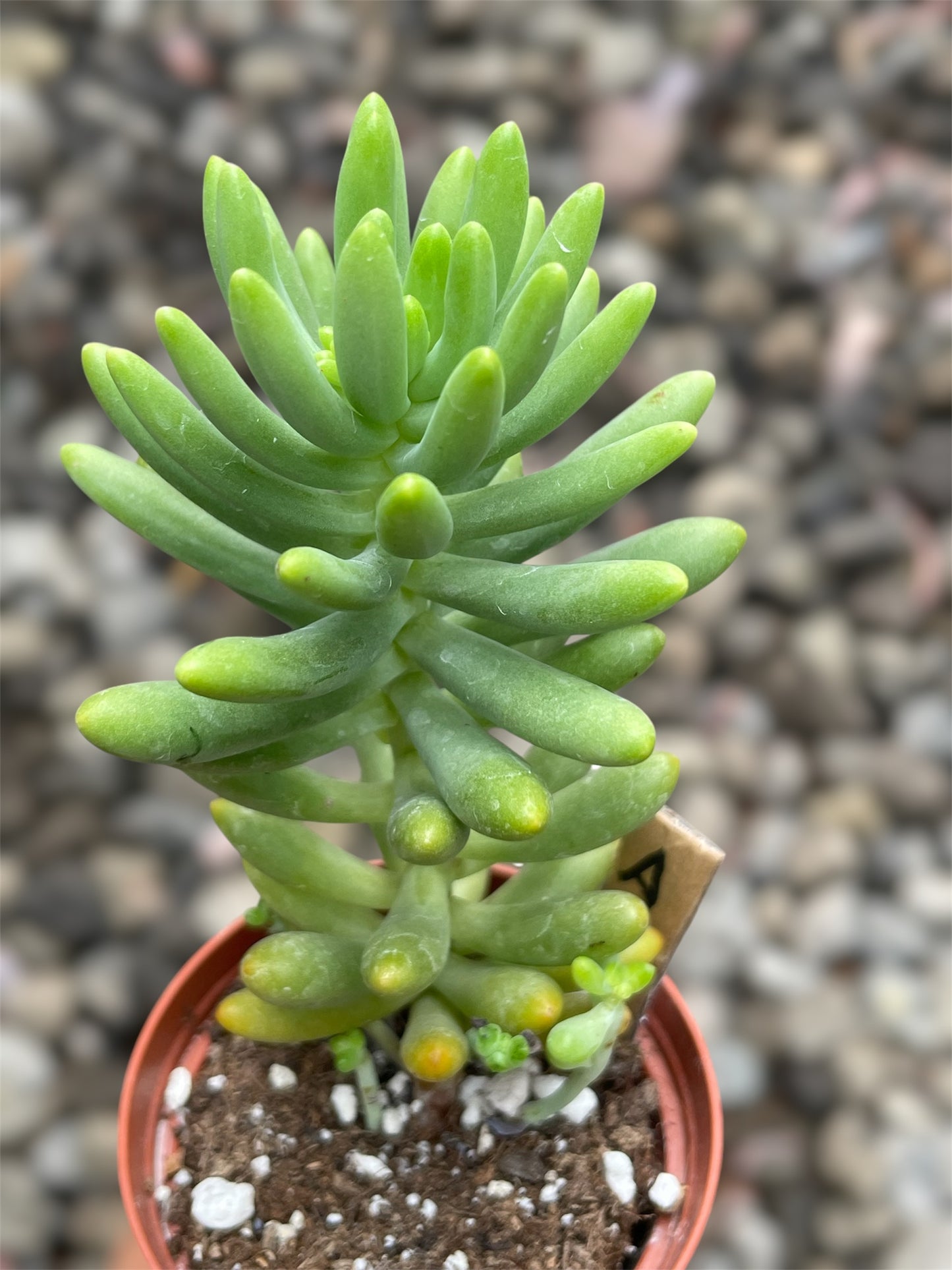 Sedum Sin ID