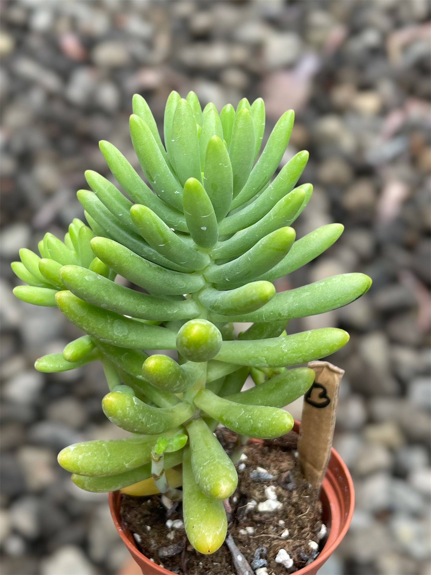 Sedum Sin ID