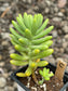 Sedum Sin ID