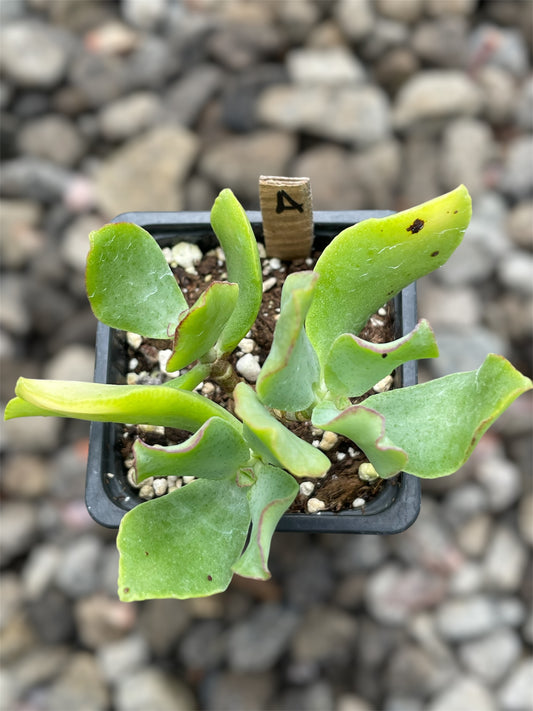 Crassula Ovata Undulata