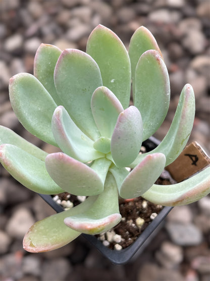 Pachyphytum Sin ID