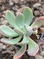 Pachyphytum Sin ID