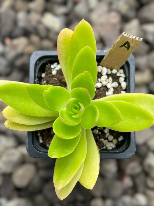 Crassula Campitella Campfire