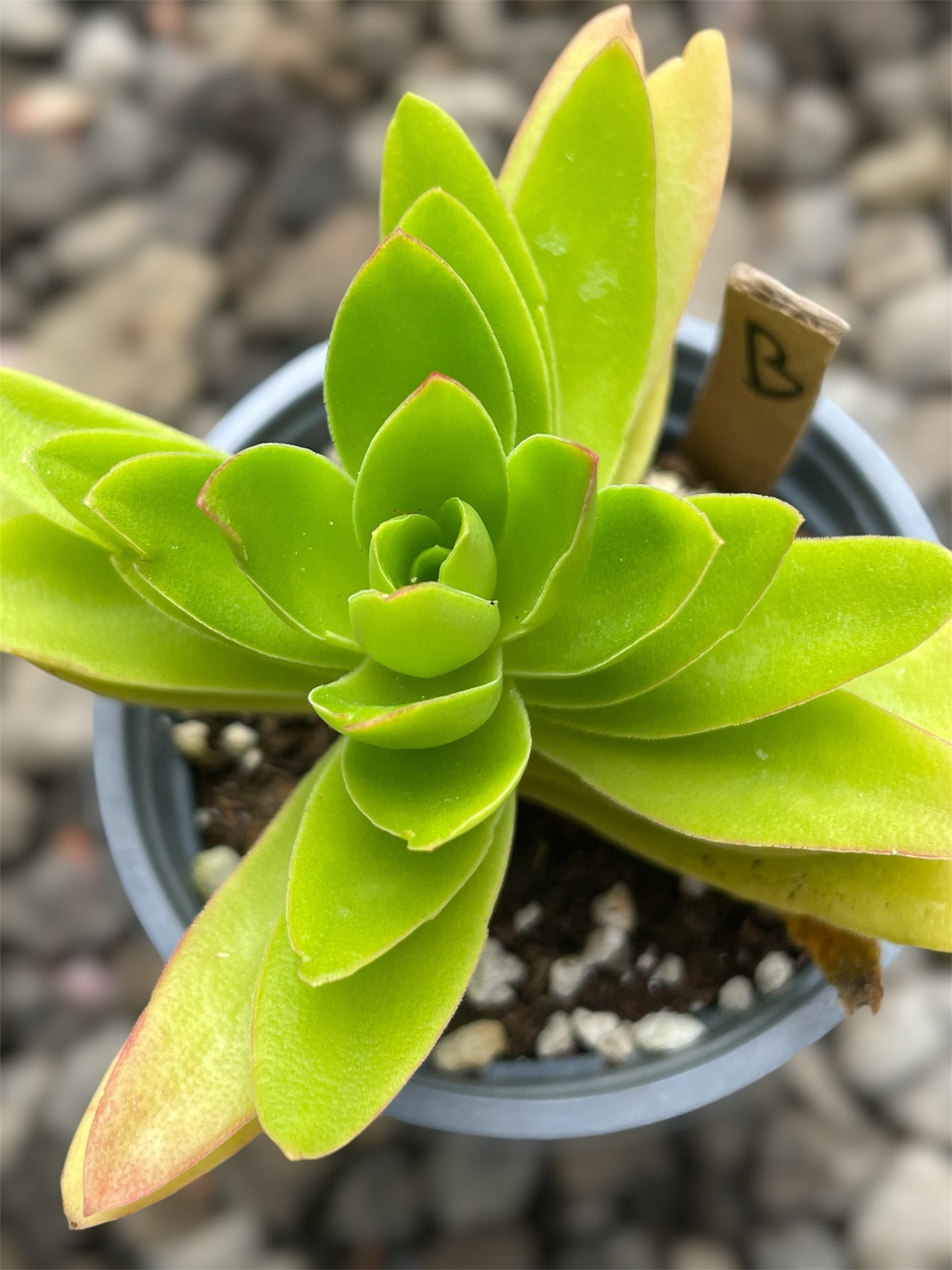 Crassula Campitella Campfire