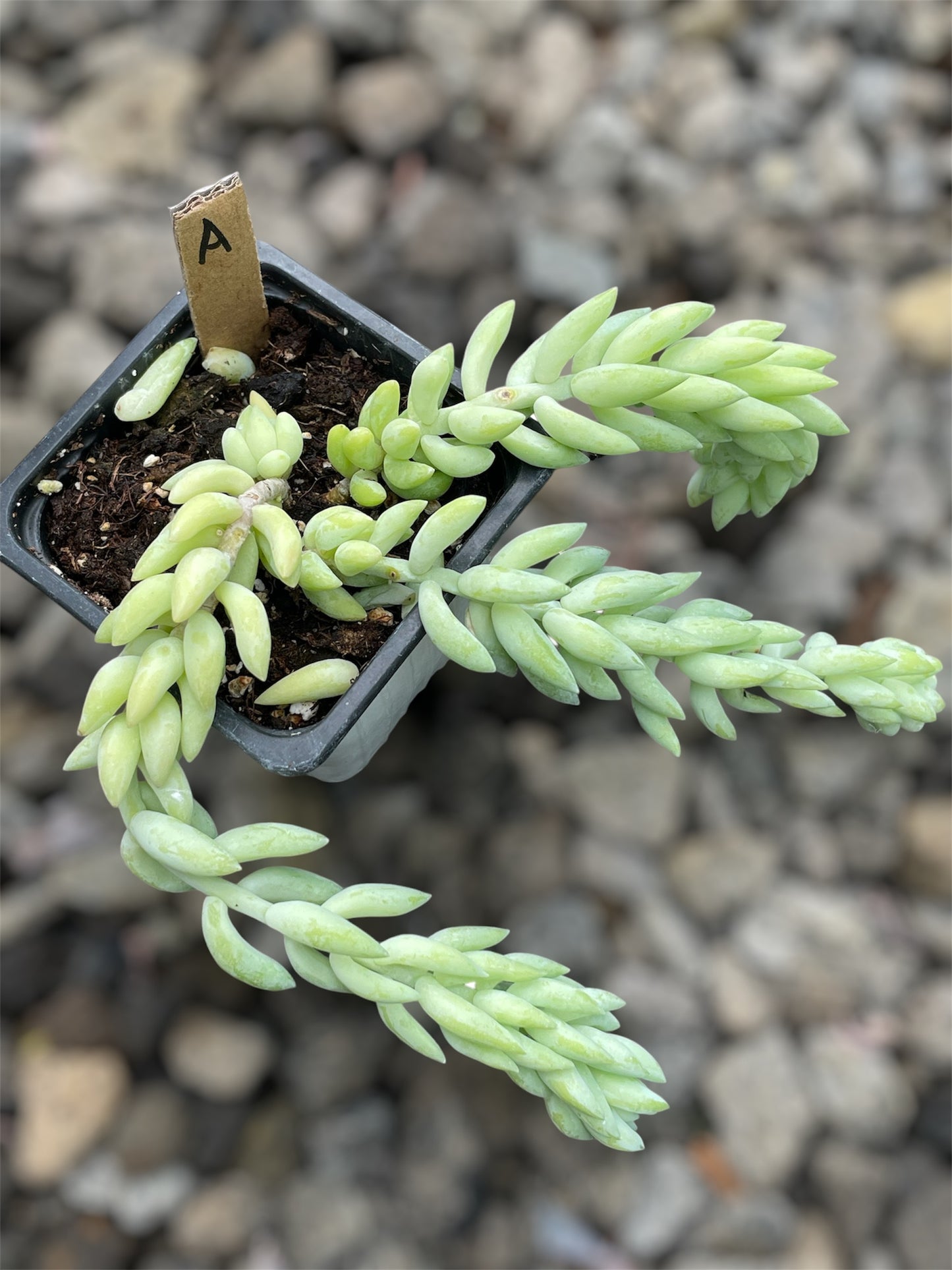 Sedum Morganianum