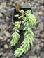 Sedum Morganianum