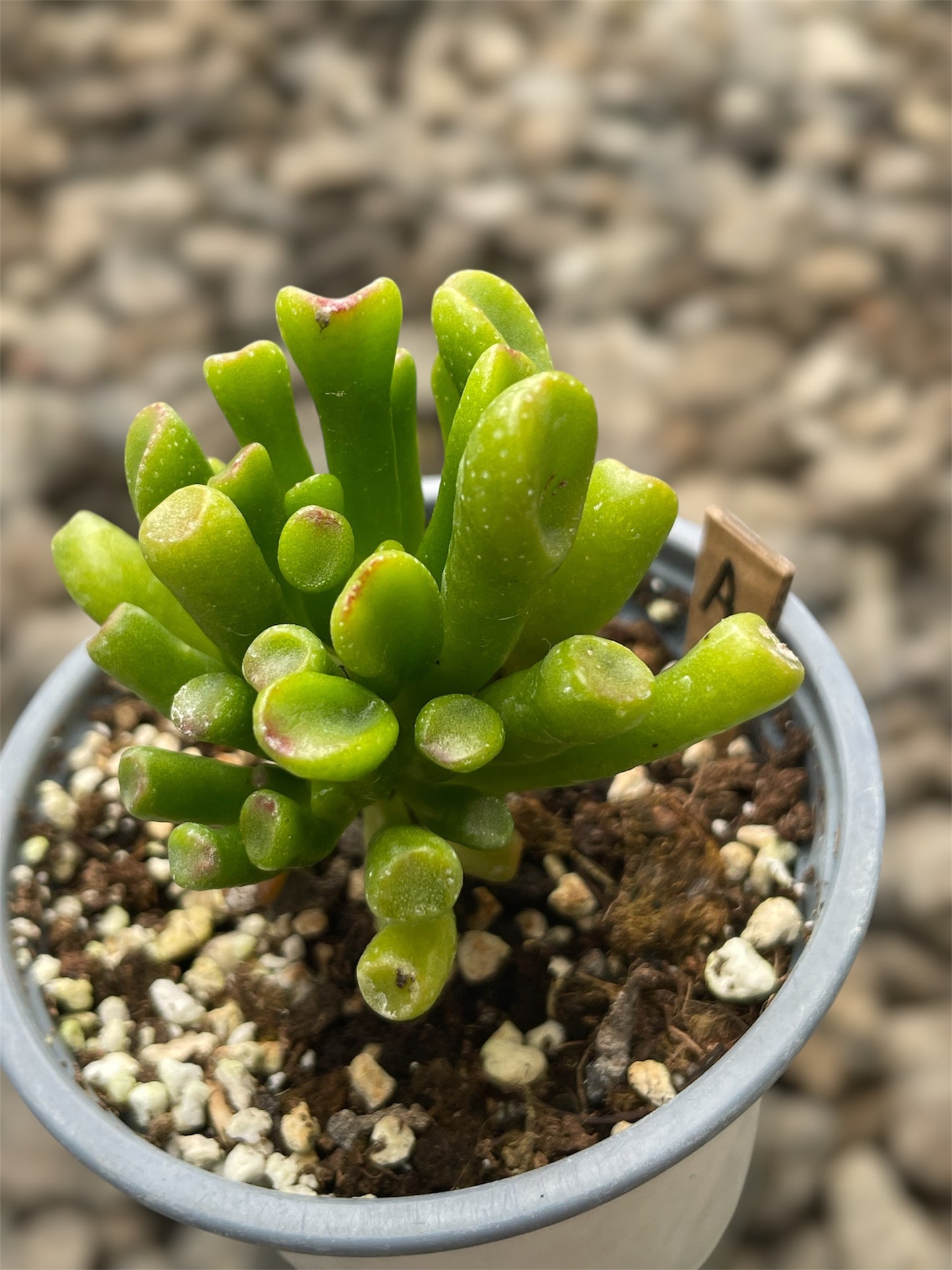 Crassula Ovata Gollum