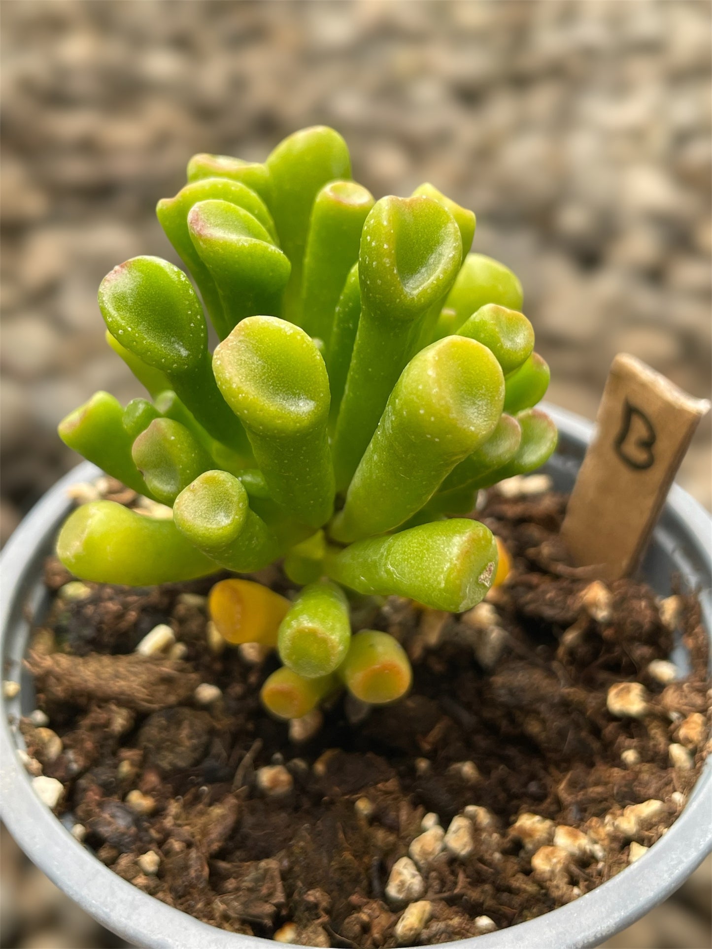 Crassula Ovata Gollum