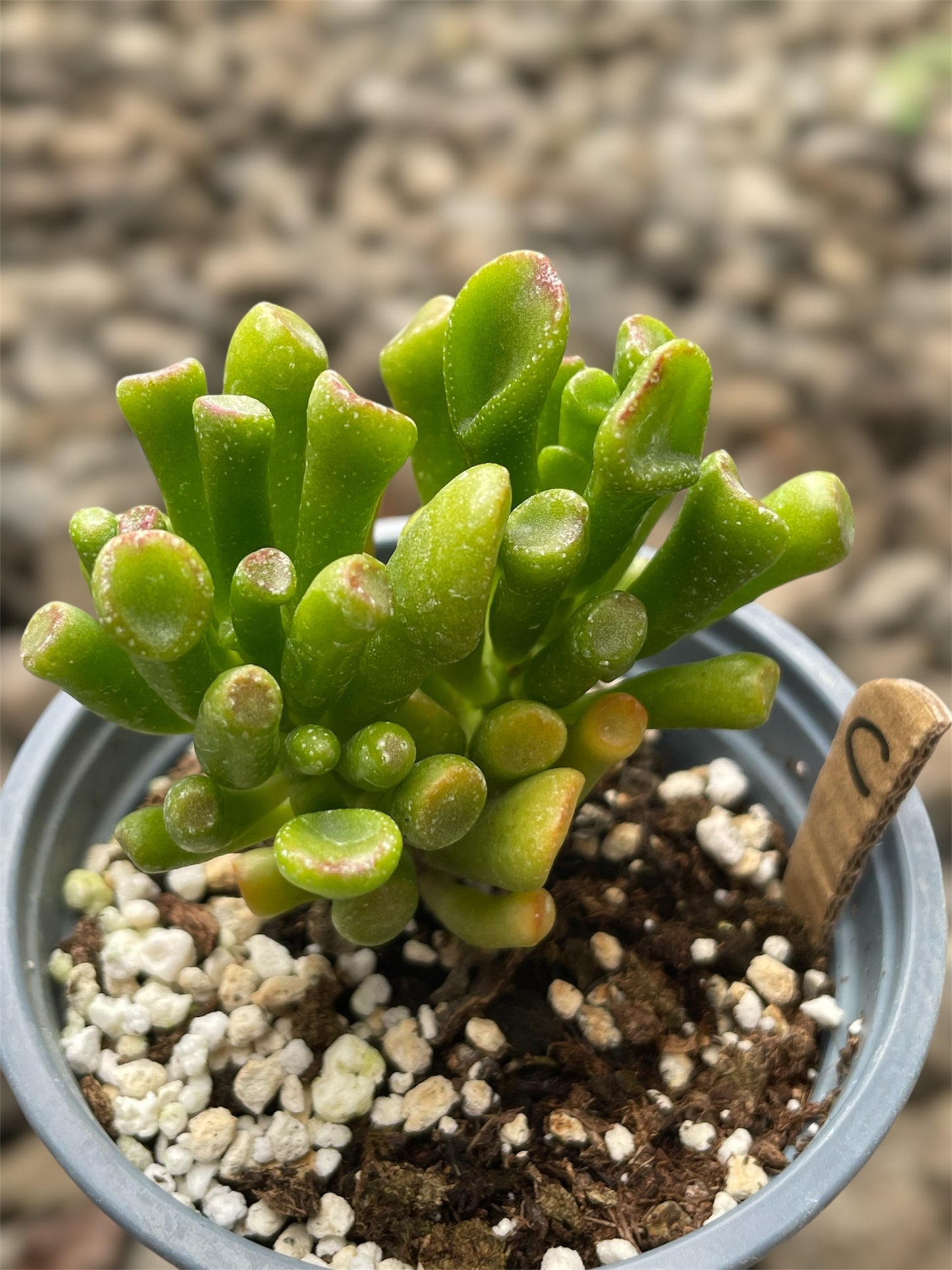 Crassula Ovata Gollum