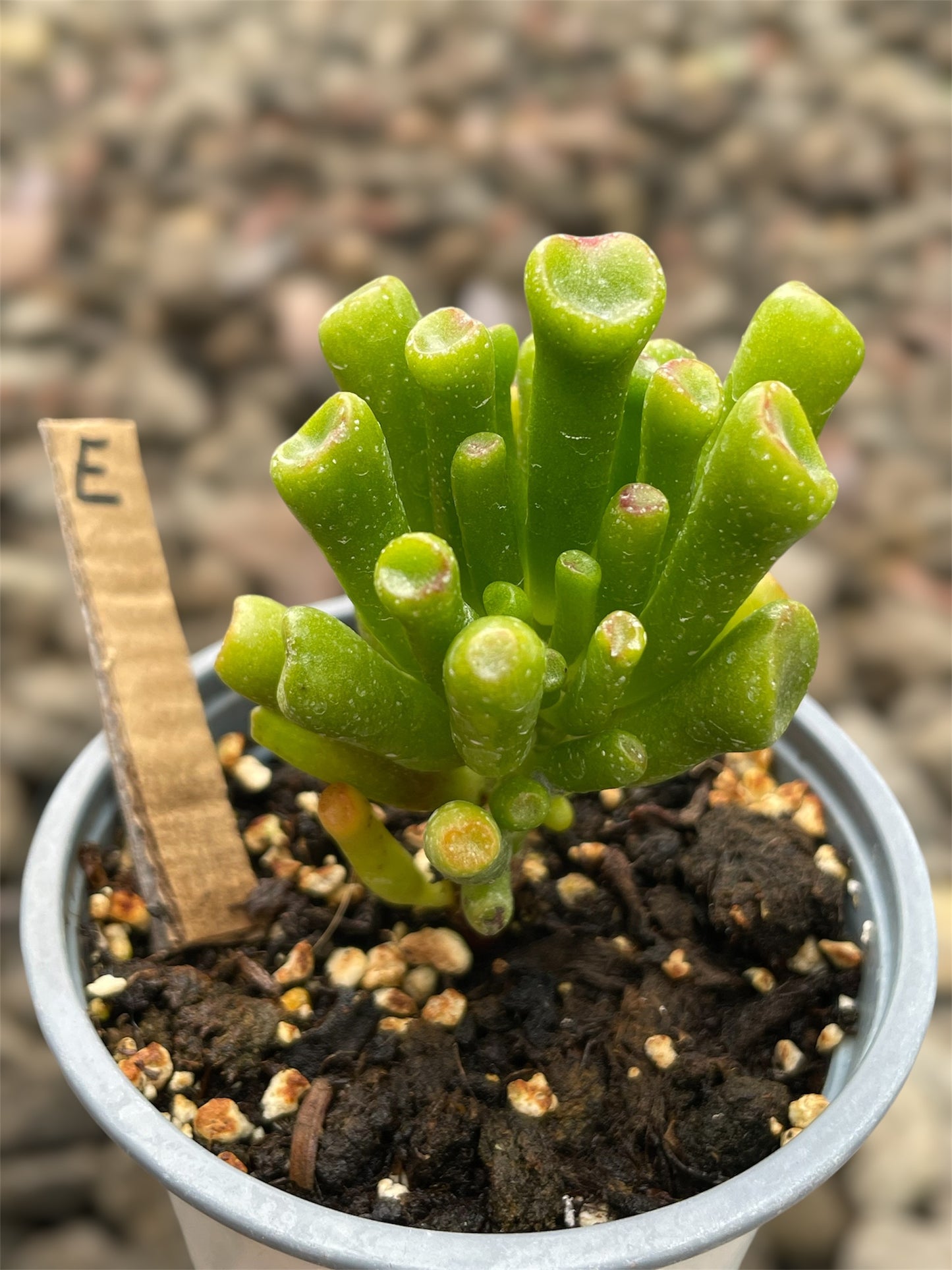 Crassula Ovata Gollum