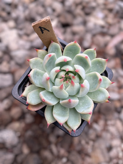 Echeveria Chihuahuaensis