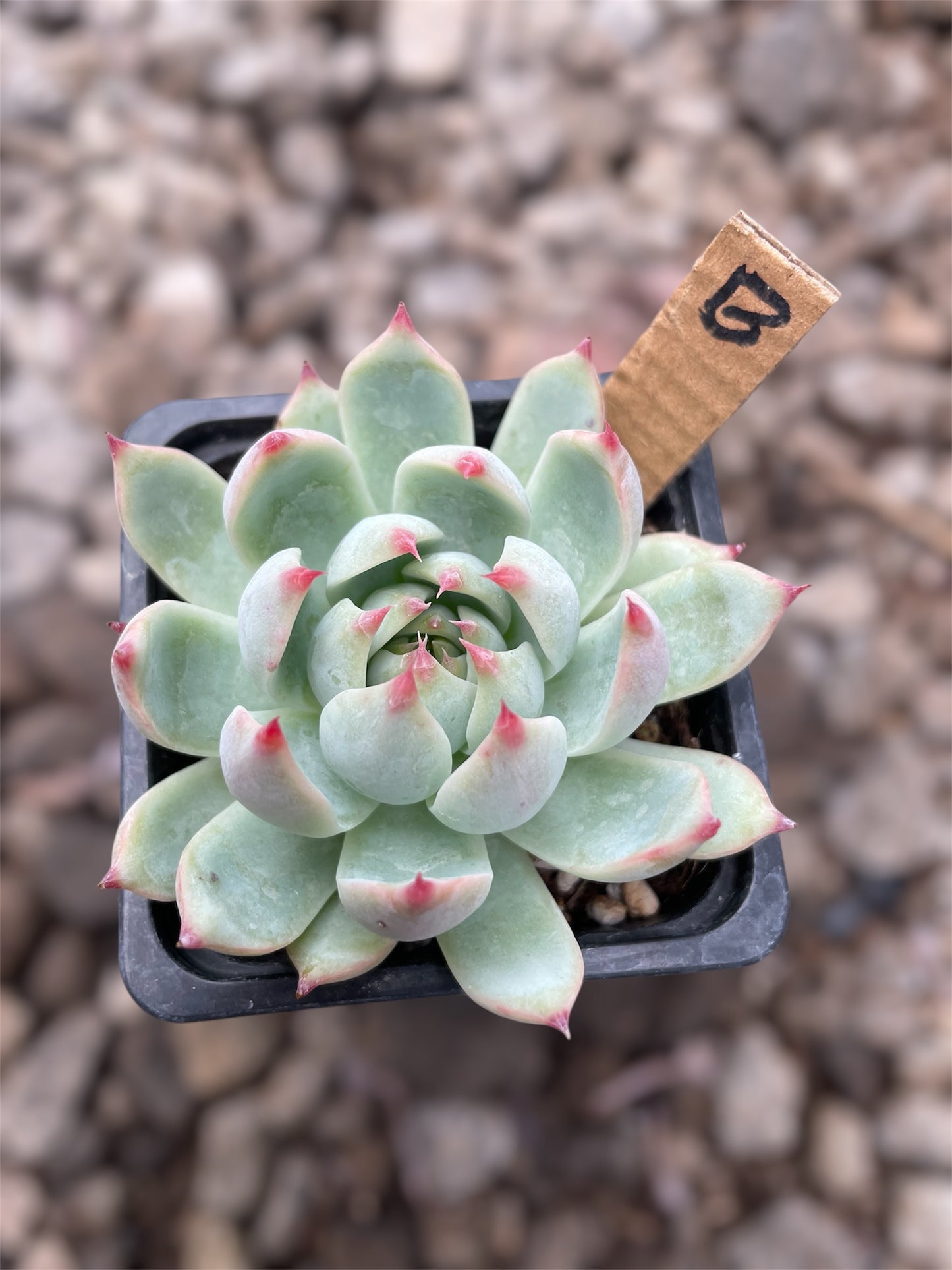 Echeveria Chihuahuaensis