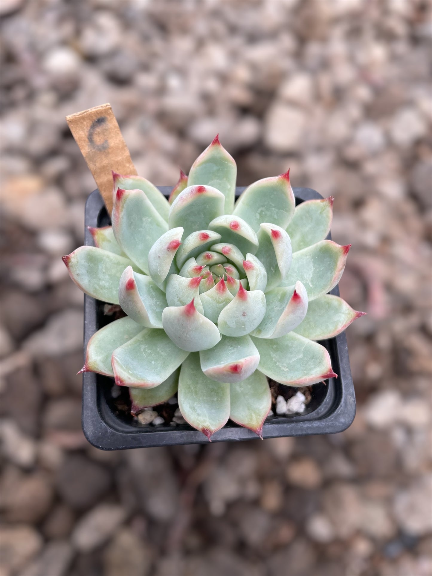 Echeveria Chihuahuaensis