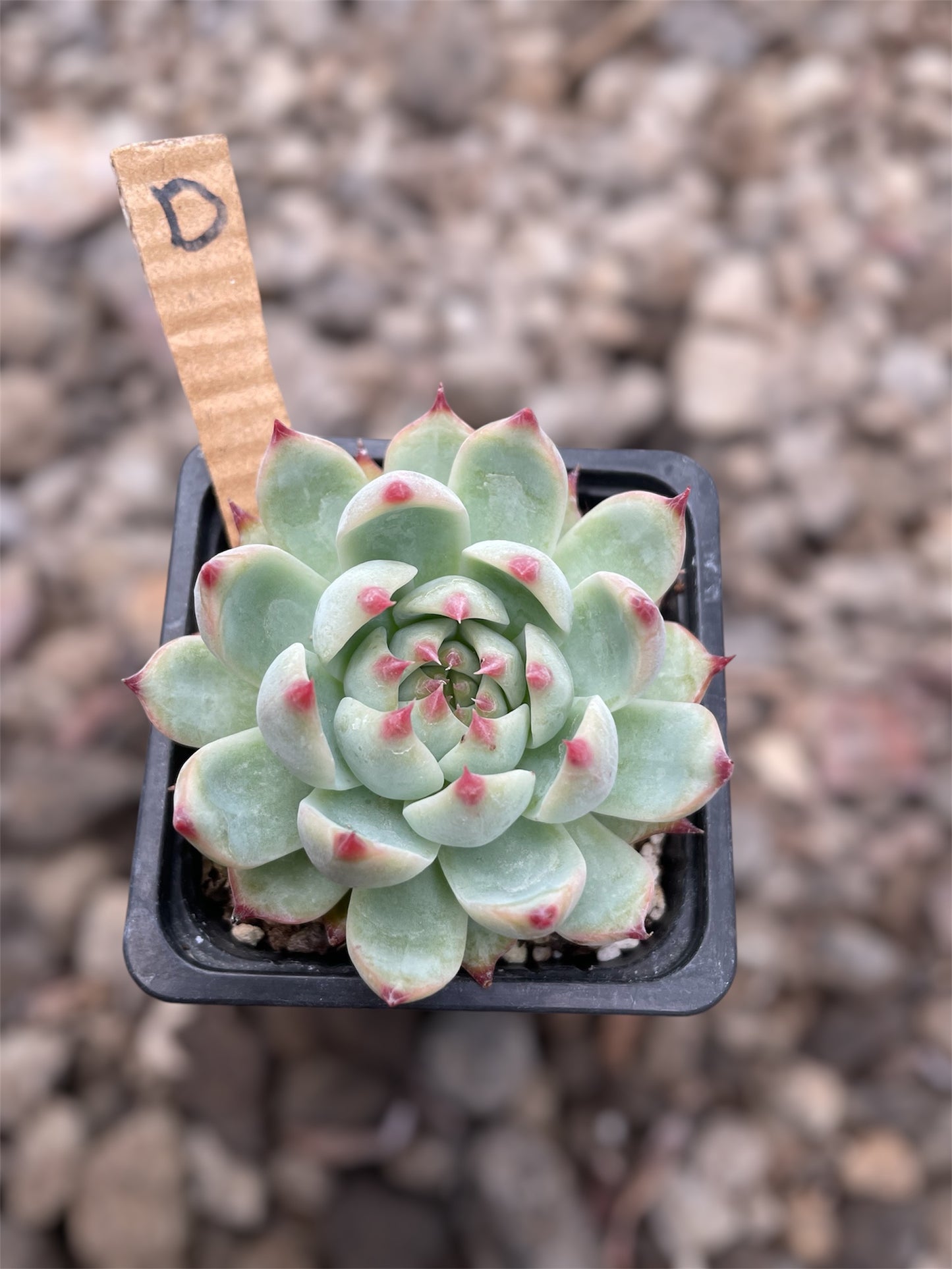 Echeveria Chihuahuaensis