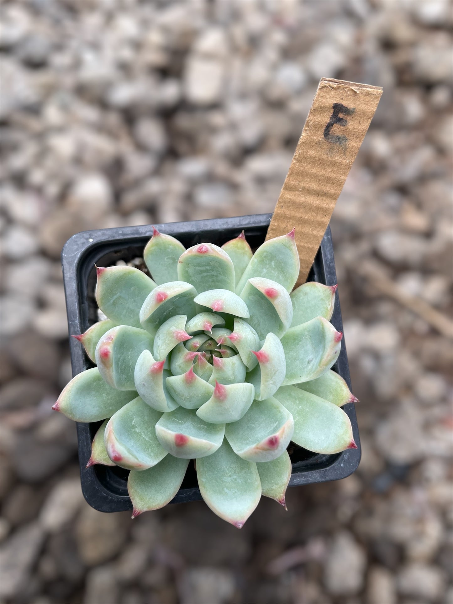 Echeveria Chihuahuaensis