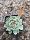 Echeveria Chihuahuaensis