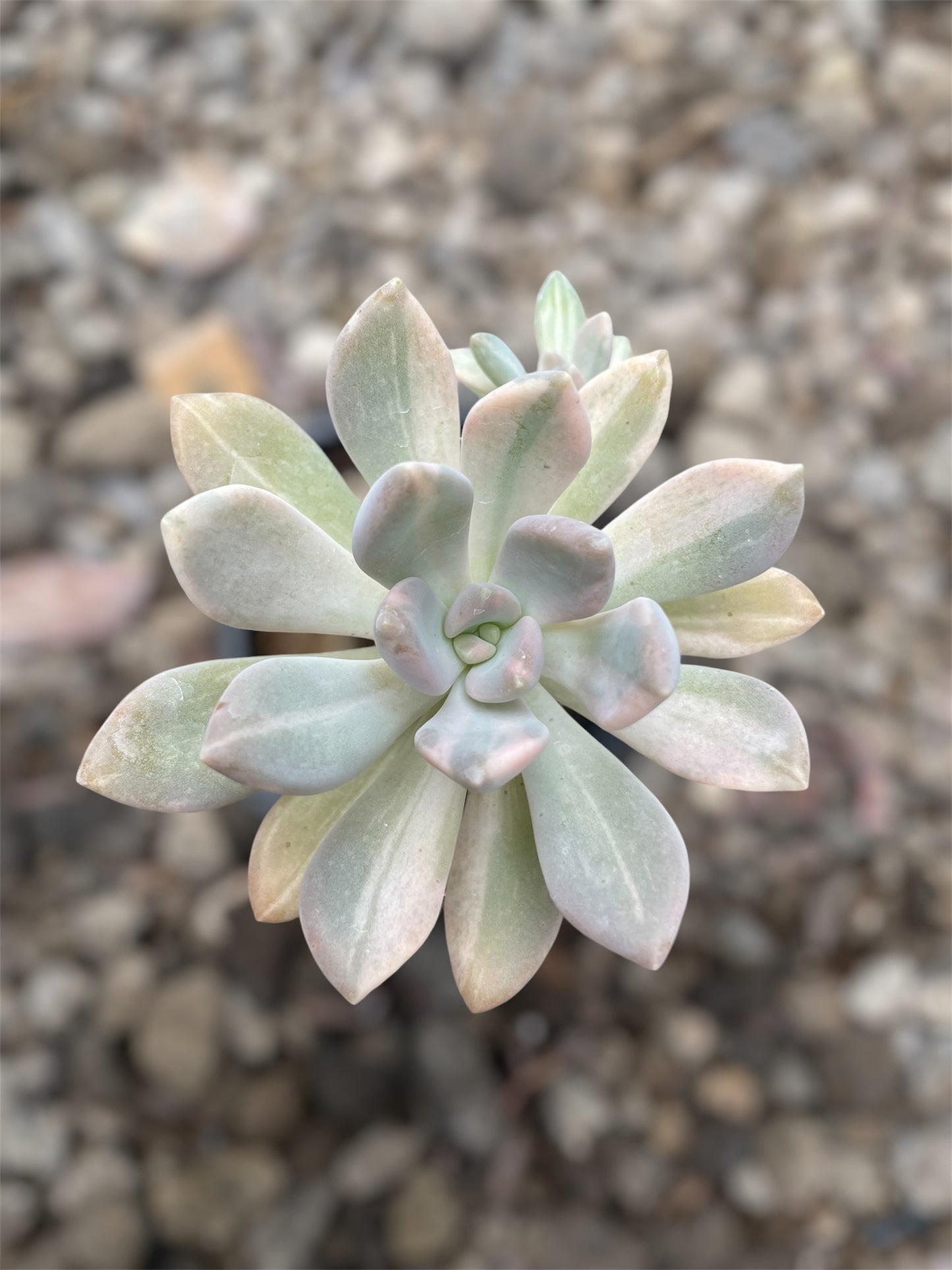 Pachyphytum Pachyphytoides Variegado