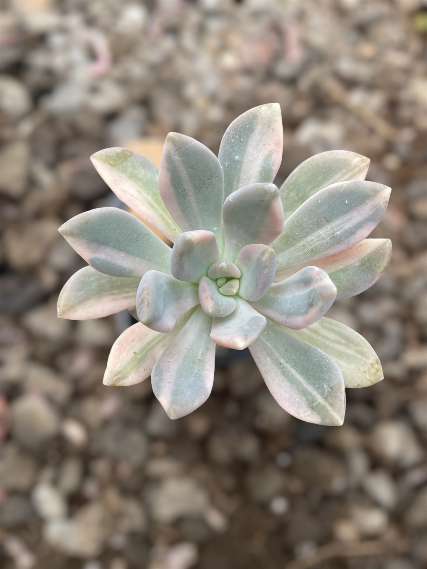 Pachyphytum Pachyphytoides Variegado