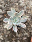 Pachyphytum Pachyphytoides Variegado