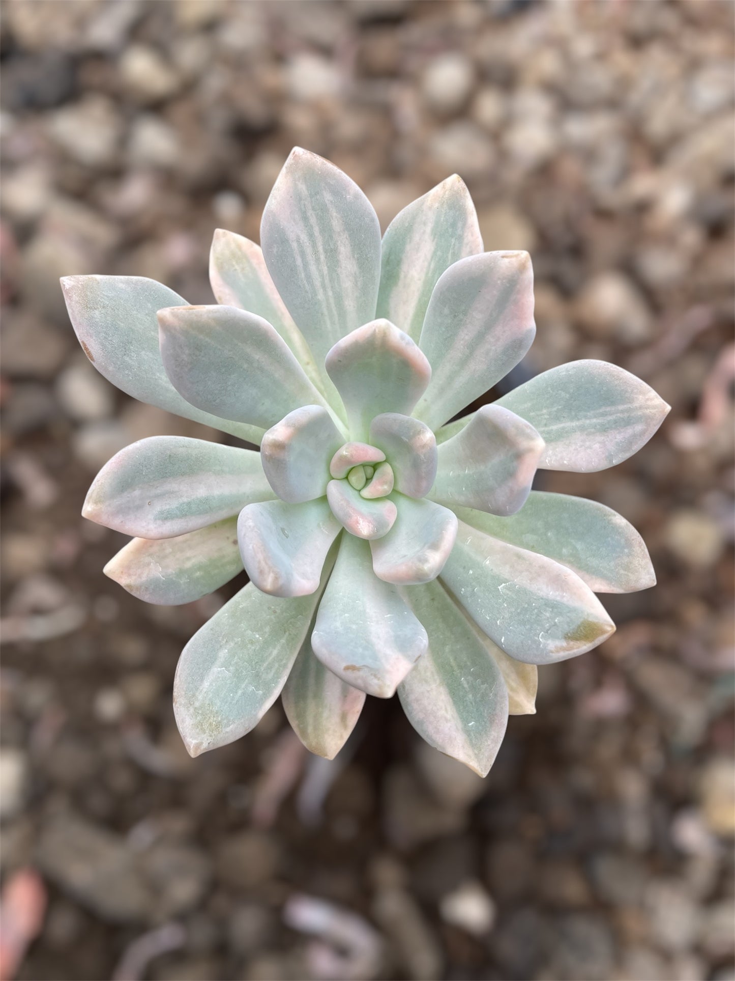 Pachyphytum Pachyphytoides Variegado