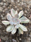 Pachyphytum Pachyphytoides Variegado