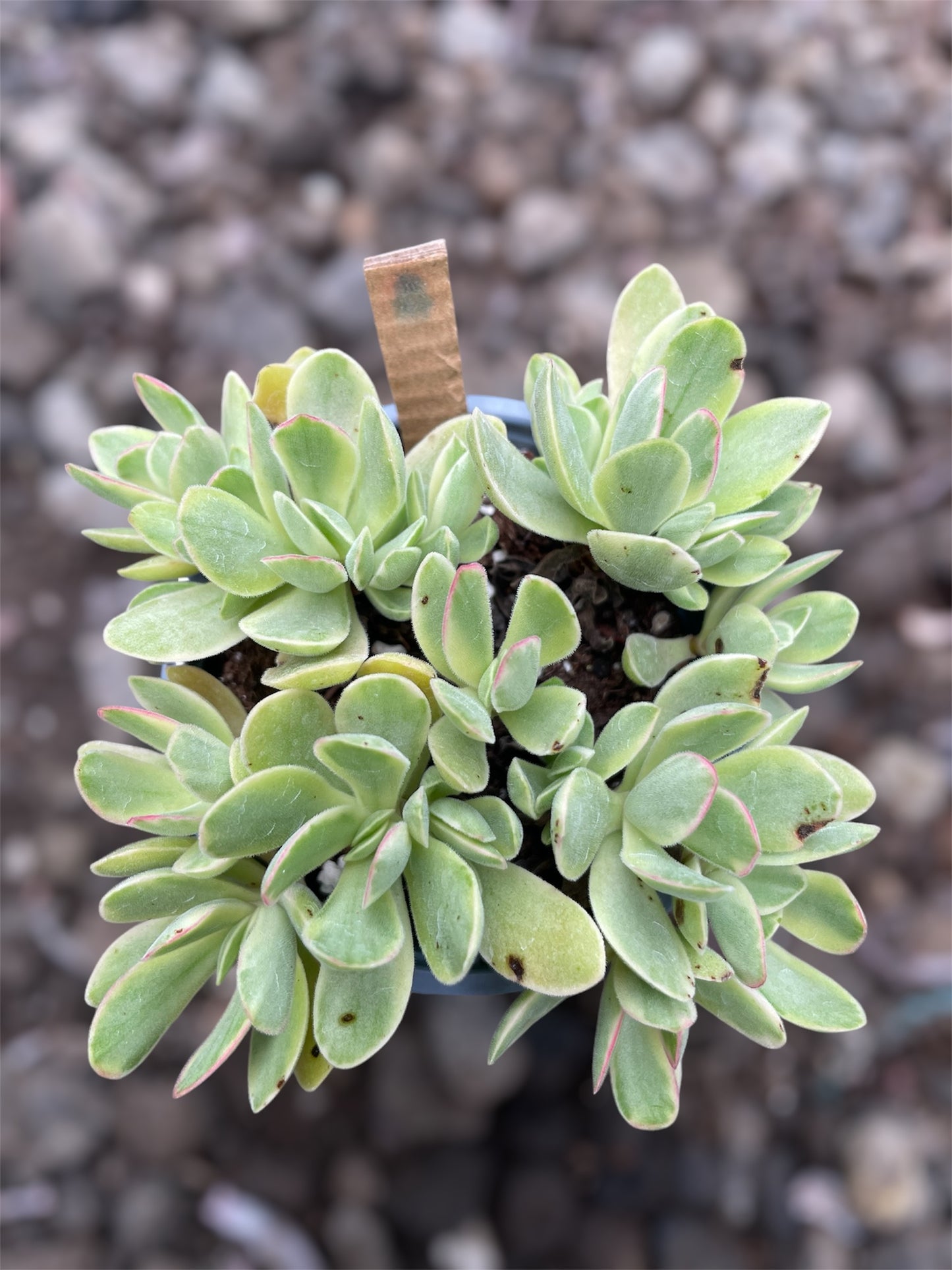 Crassula Money Maker