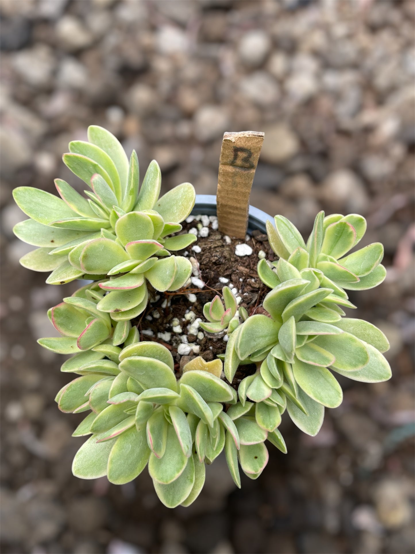 Crassula Money Maker