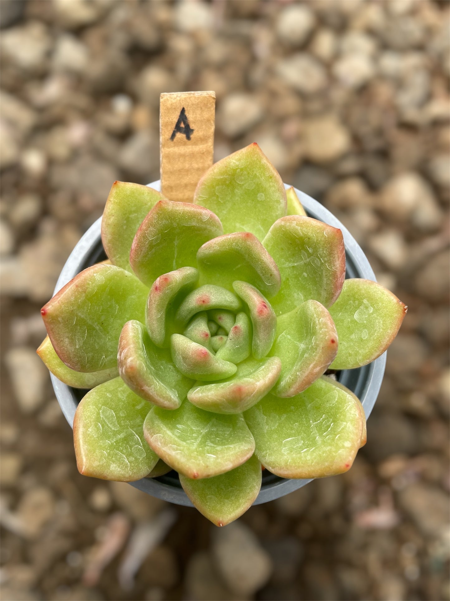 Echeveria Champán