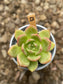 Echeveria Champán