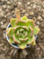 Echeveria Champán