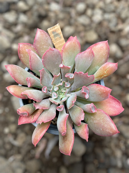 Echeveria Pink Trumpet