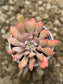 Echeveria Pink Trumpet