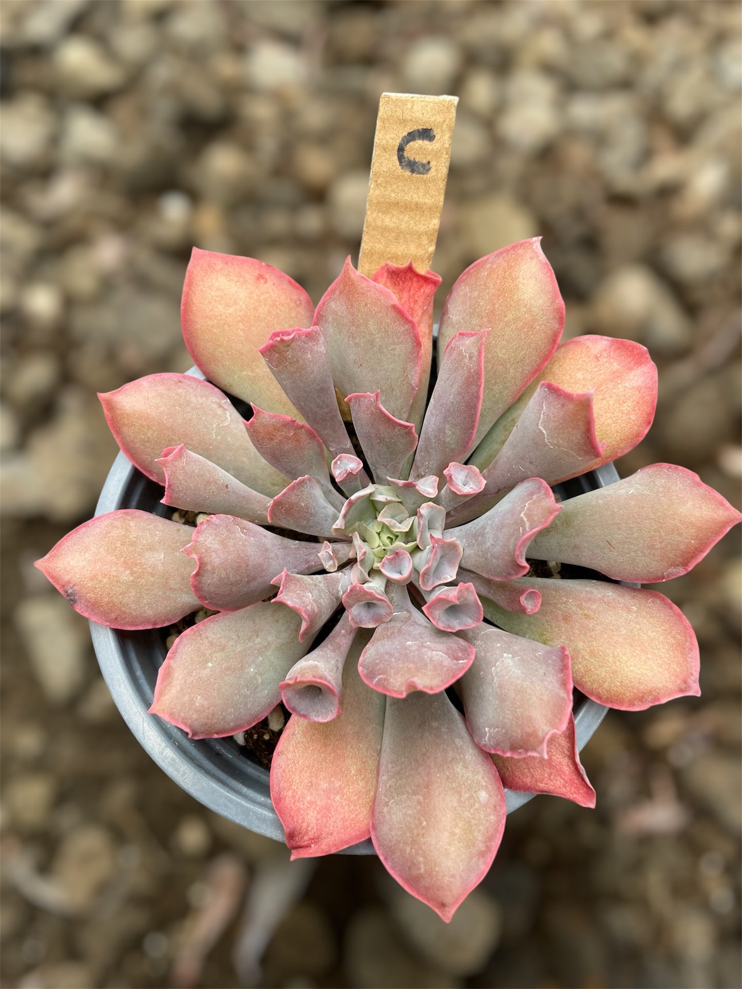 Echeveria Pink Trumpet