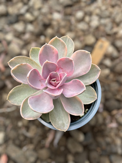 Echeveria Rainbow