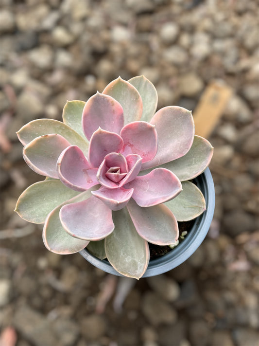 Echeveria Rainbow