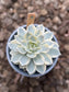 Echeveria Subsesilis Variegada