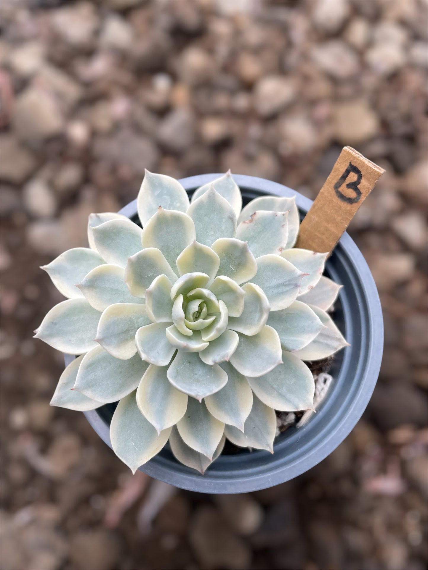 Echeveria Subsesilis Variegada