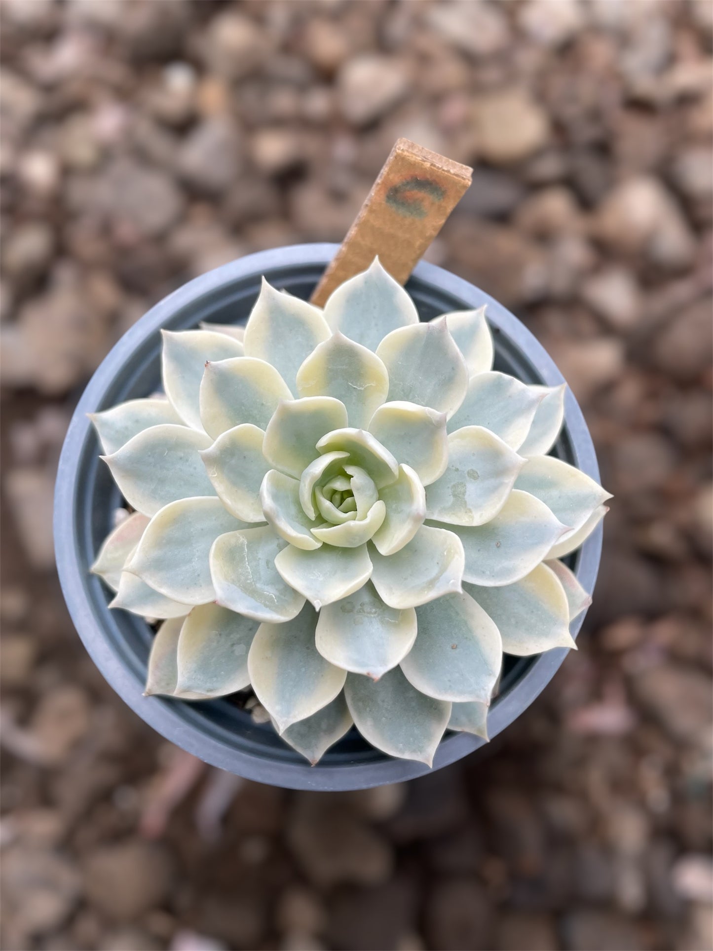 Echeveria Subsesilis Variegada