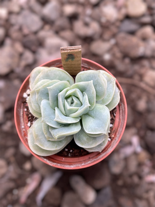 Echeveria Lovely Rose