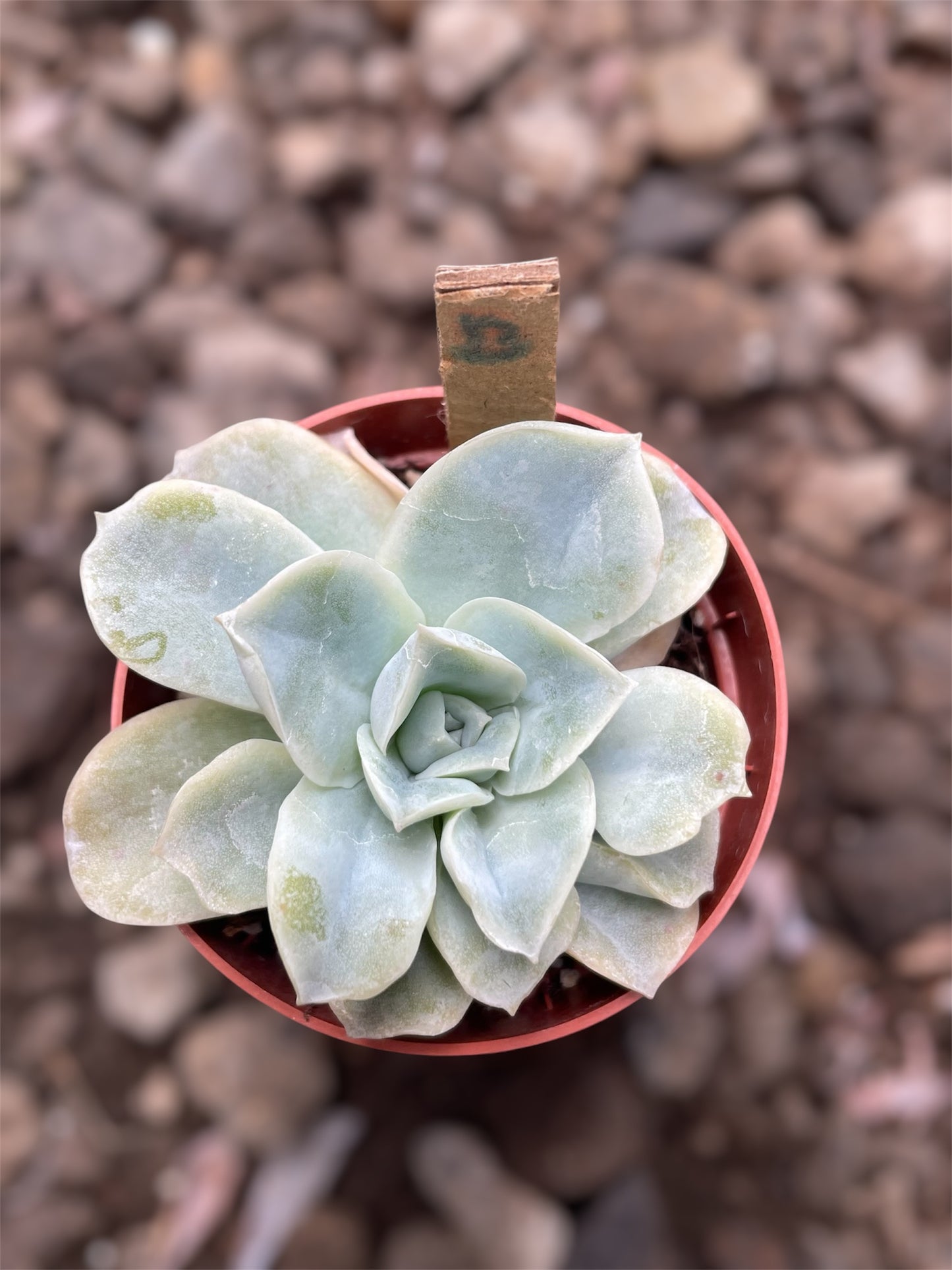 Echeveria Lovely Rose