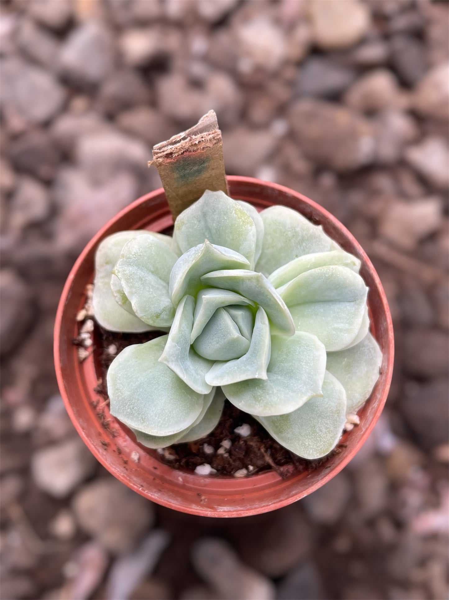 Echeveria Lovely Rose